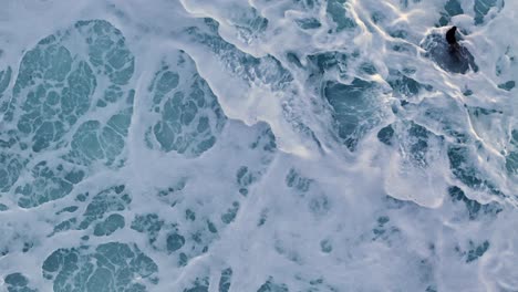 La-Jolla-Cove-Drone-Stationary-over-a-pair-of-Sea-Lions-popping-up-in-and-out-of-the-foam-of-crashed-waves-near-shore