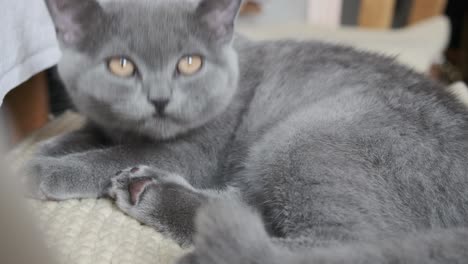 cat  is cleaning itself, cute cat