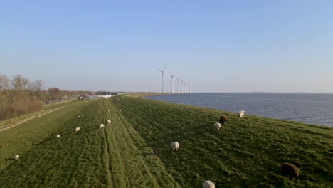 aerial pullback from windmill farm and sheep herd on green field lake shore