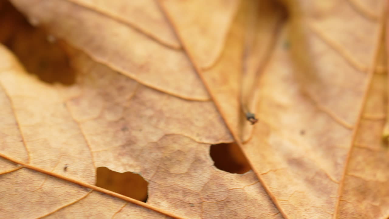 detalle de un follaje de otoño de arce seco