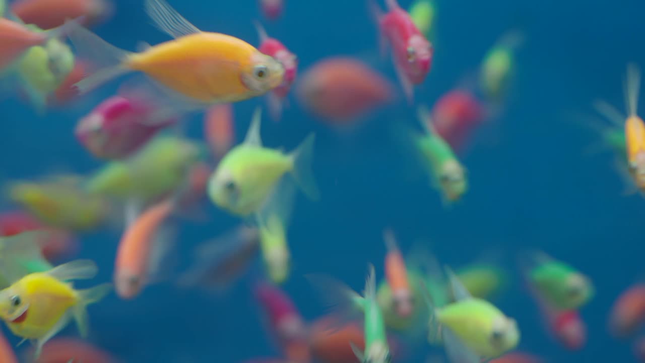 Colorful Glofish Aquarium