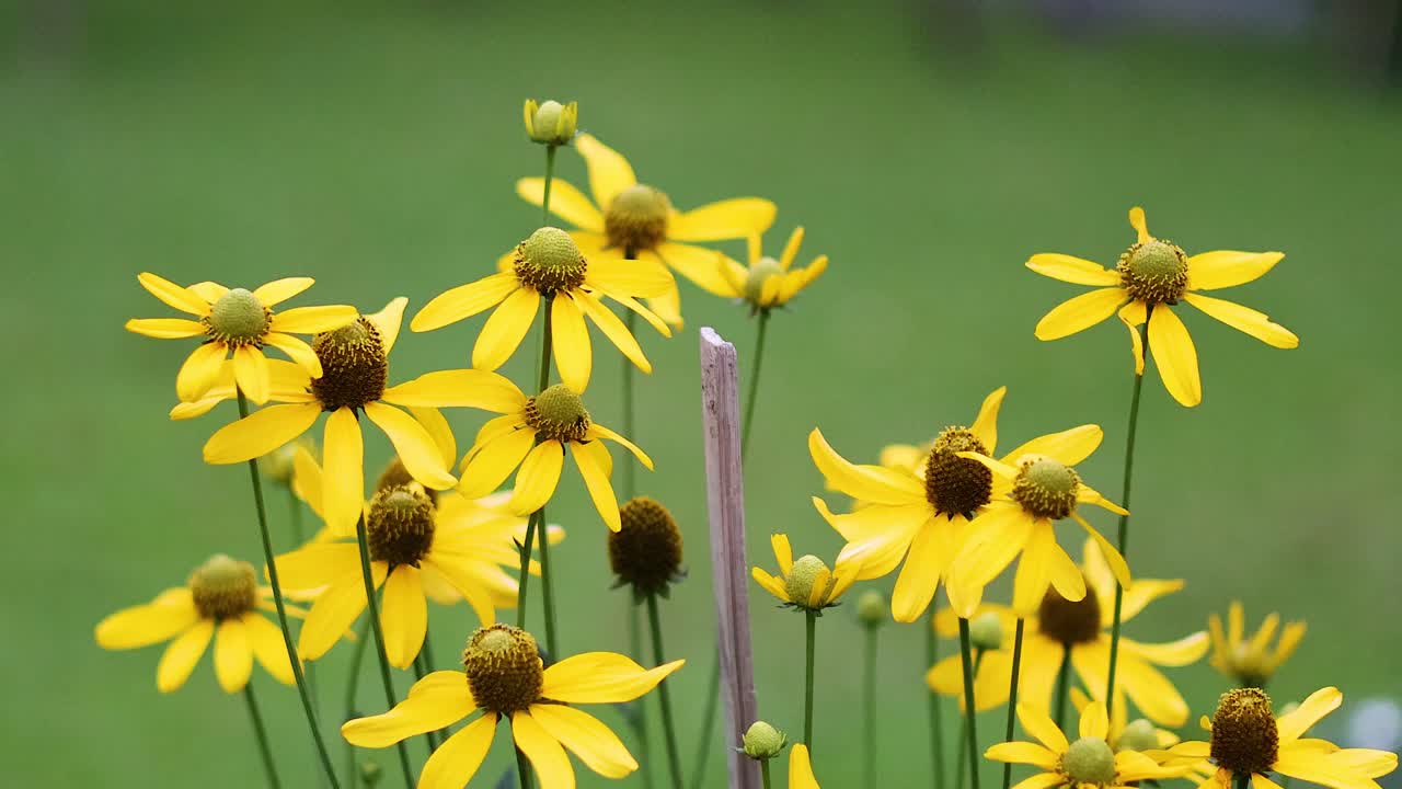 활기찬 노란색 꽃은 바람에 부드럽게 흔들립니다.