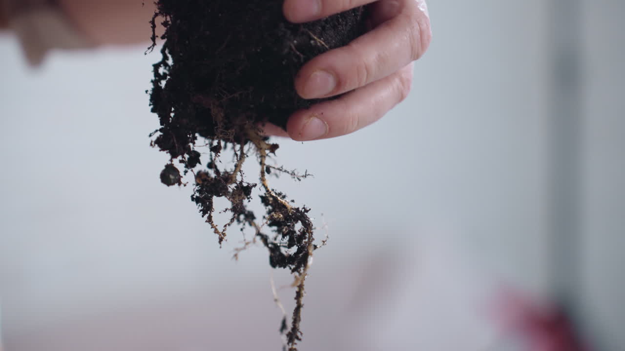 Botanical nurturer holds plant by its root ball wrapped in rich potting soil showcasing delicate root care and close up gardening technique highlighting texture of soil and fine root structure