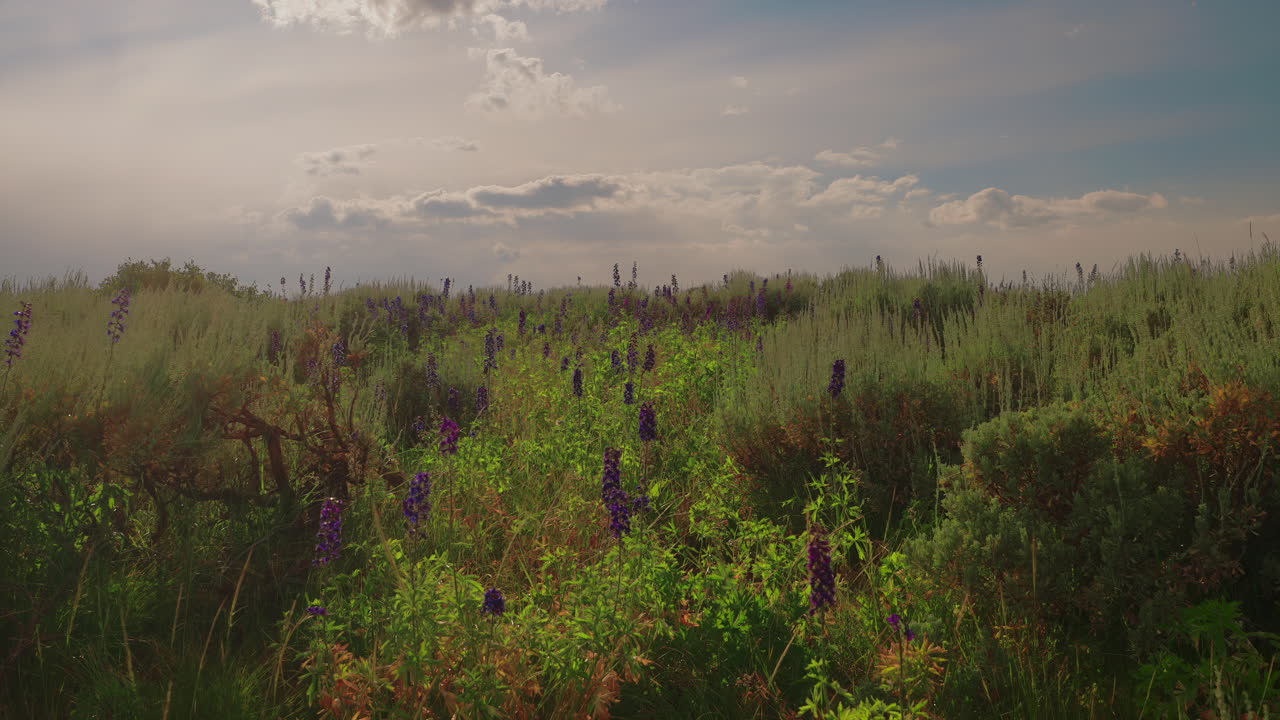 Swaying Wildflowers In The Mountain Fields. Slow Motion, Zoom Out