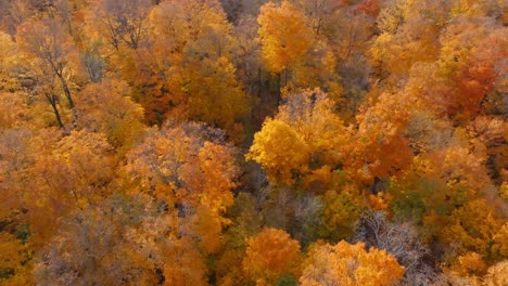 vibrant autumn forest with colorful trees seen from above in an aerial view