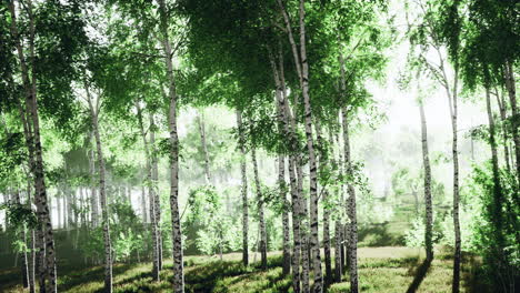 primavera en el bosque de abedules