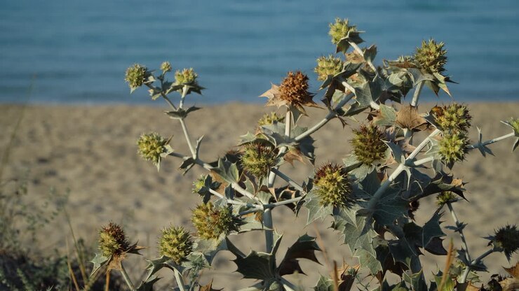 Blooming Sea Holly, Eryngium maritimum, growing in sand dunes on Sun Bou Baeach, Menorca, Balearic Islands, Spain