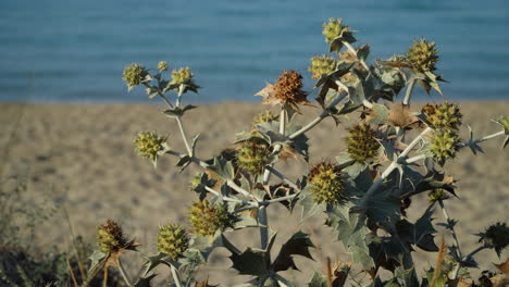 blooming sea holly, eryngium maritimum, growing in sand dunes on sun bou baeach, menorca, balearic islands, spain