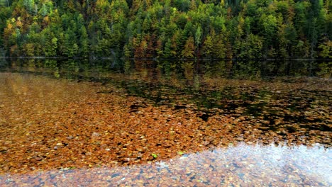 autumn leaves blanket a still lake, reflecting vibrant colors under a clear sky