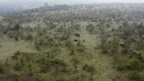 european bison bonasus herd grazing in a bushy field,misty,czechia