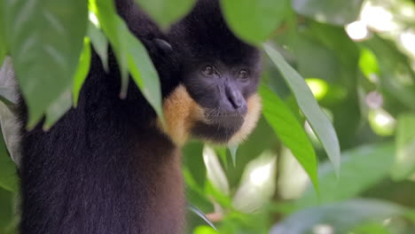 Gibbon-Hängt-Am-Ast