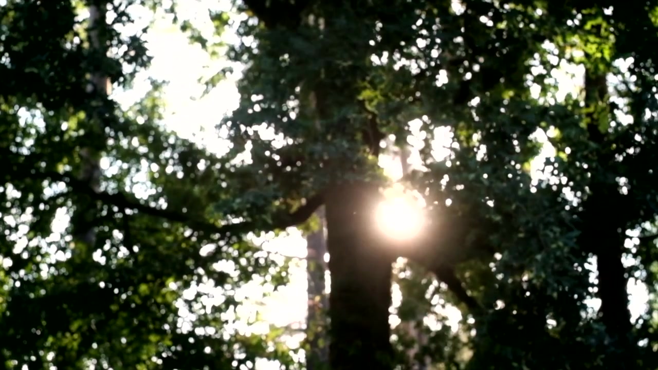 Sol brillando a través de las hojas a cámara lenta