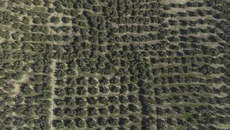 top down shot of countless amount of olive trees growing in even rows in olive grove