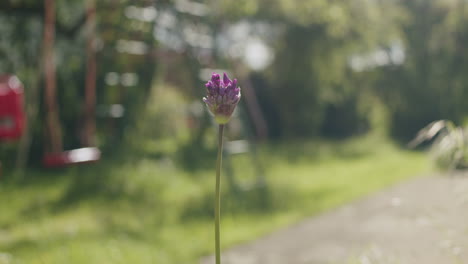 Medium-close-up-shot-of-a-purple-leek-plant-growing-in-a-German-garden,-swing-set-and-grass-in-the-background