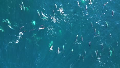 Slow-motion-large-pod-of-dolphins-top-down-aerial-shot-on-a-sunny-morning-at-Pacific-Ocean-near-Maroubra-Beach,-Sydney-Australia