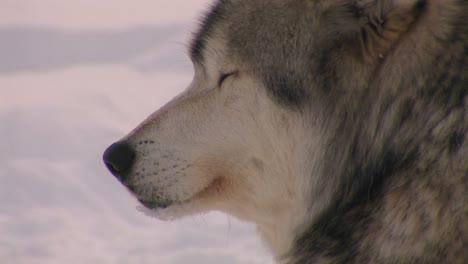 a wolf looks out on a snowy day