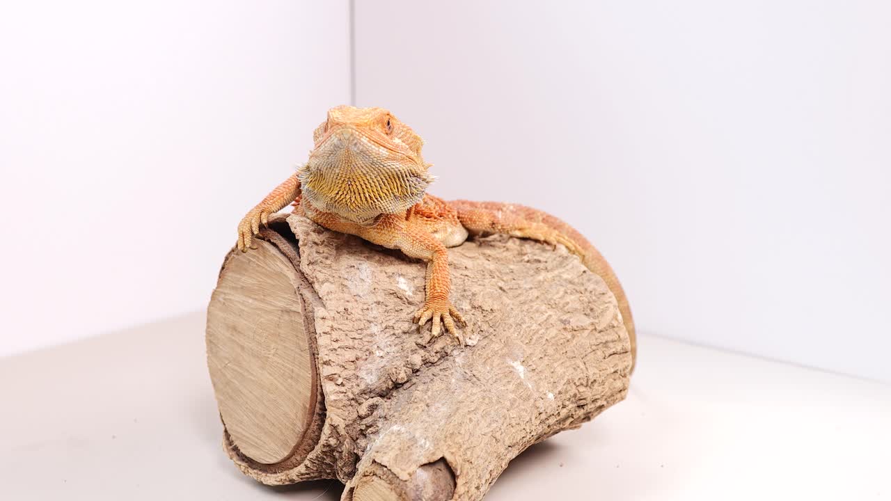 A bearded dragon sits calmly on a wooden log in a well-lit, minimalistic environment