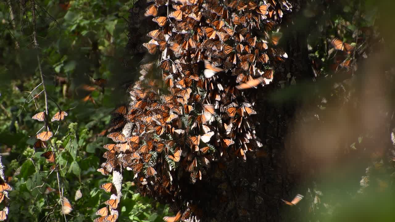 imágenes cinematográficas en 4k de la mariposa monarca durante la temporada de migración anual invernal, en la reserva natural "el capulin" en méxico