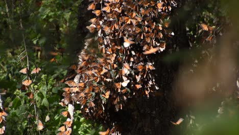 Cinematic-footage-in-4k-of-monarch-butterfly-during-invernal-anual-migration-season,-in-"el-Capulin"-Natural-Reserve-in-Mexico