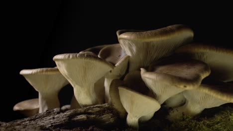 de izquierda a derecha, un primer plano de un gran grupo de hongos cardoncelli de cultivo casero sobre un fondo negro