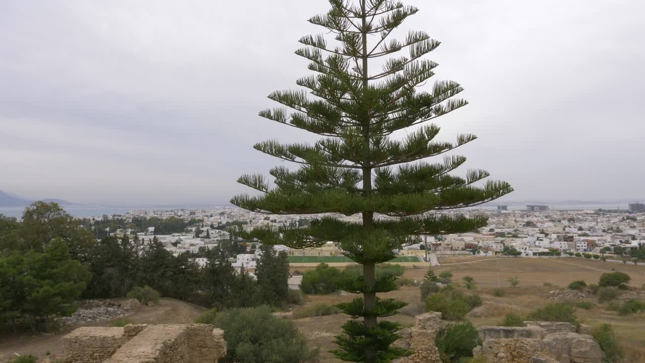 árboles de araucaria en el fondo panorama de la ciudad y el mar desde arriba de cartago tunisia