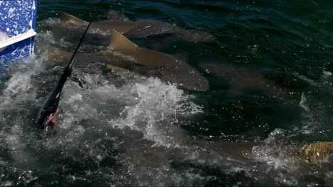 Sharks-swarm-around-fish-tail-dangled-above-to-chum-the-ocean-water