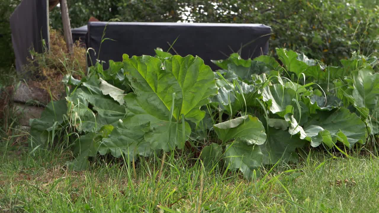 Rhubarb leaves growing in garden wide panning shot
