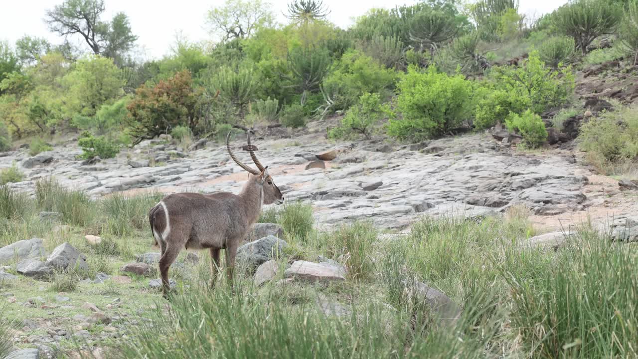A male waterbuck checking his surrounding before bending down for a drink in a riverbed, Kruger National Park.