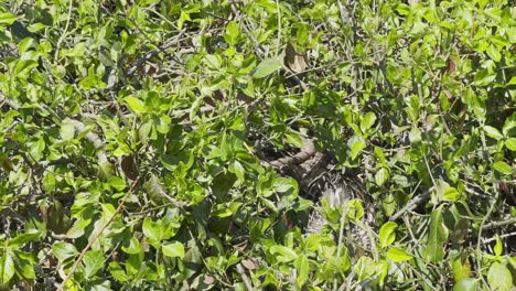 Schöne-Ente-Versteckt-Sich-In-Den-Büschen-An-Einem-Sonnigen-Tag