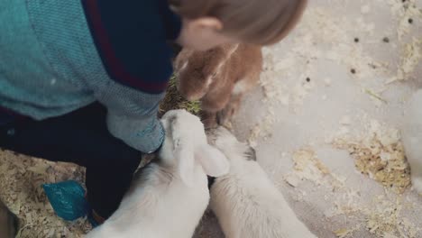 un niño pequeño alimenta a los conejos con hierba en primer plano