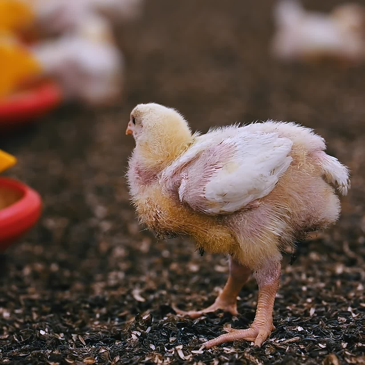 Little broiler on a poultry farm. Funny fat chicken on seed shells near fodder. Cute chick inside a factory. Close-up