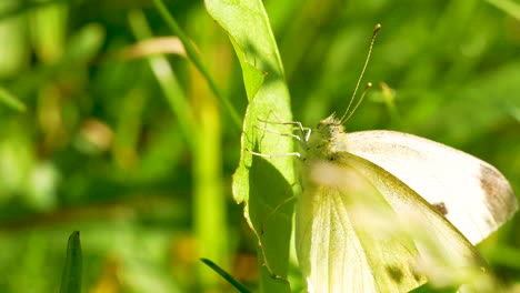 Close-up-of-Cabbage-white-butterfly-resting-on-leaves-in-forest-outdoors