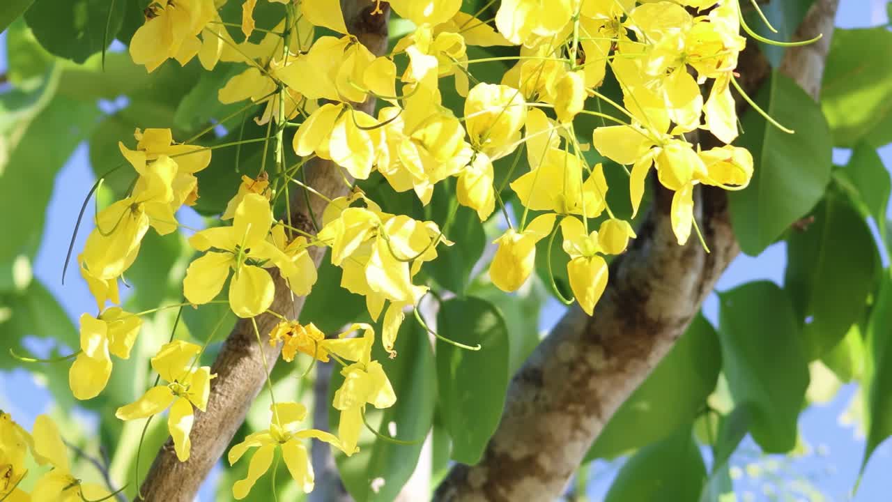 Vibrant yellow flowers bloom on a tree branch against a clear blue sky, showcasing nature's beauty.
