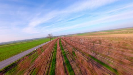 Aprikosenbäume-Obstgärten-Blühen-Mitten-Im-Winter-Bei-Sonnenaufgang-Auf-Der-Farm