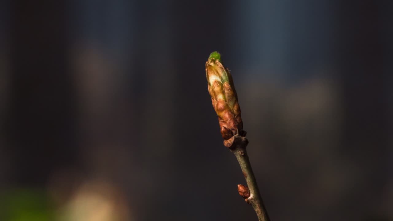 time lapse of a bud of a young tree germinating