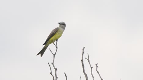 Tropical-kingbird-jerkily-moves-head-around-standing-perched-at-an-angle-on-branch