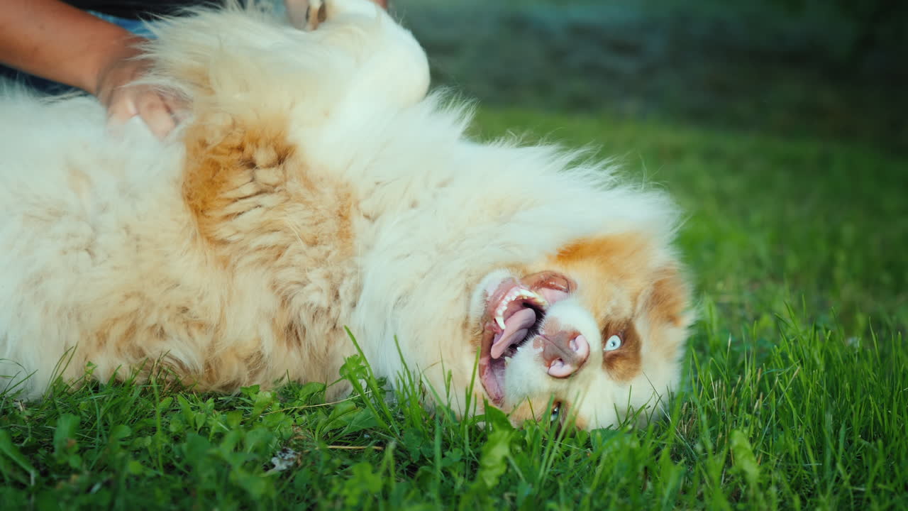 개 주인은 녹색 잔디밭에서 호주 셰퍼드와 놀아요