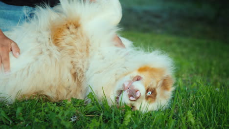 dog owner plays with the australian shepherd on a green lawn