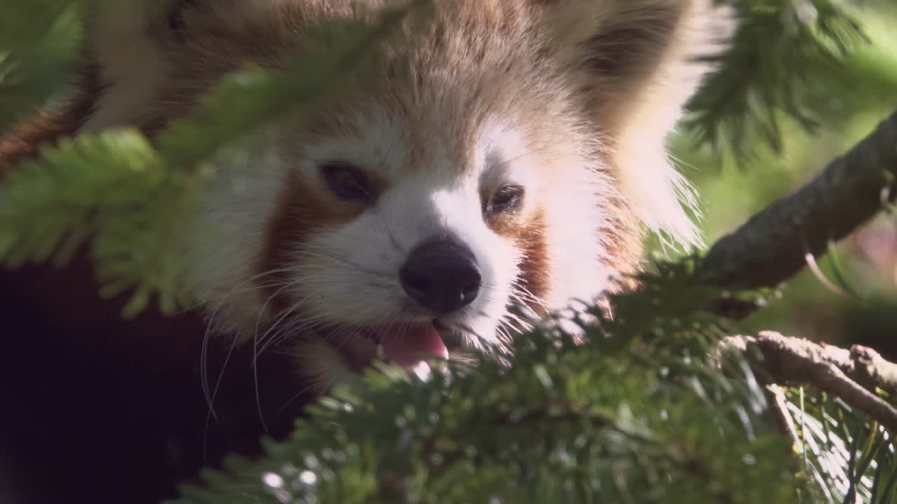 feliz panda rojo sube a un árbol