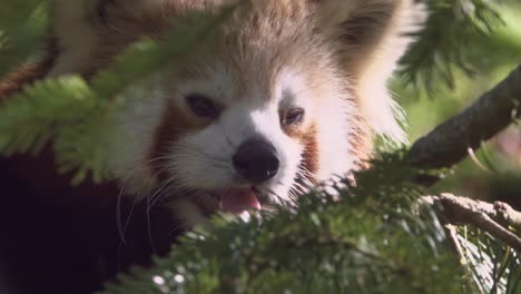 happy red panda climb a tree