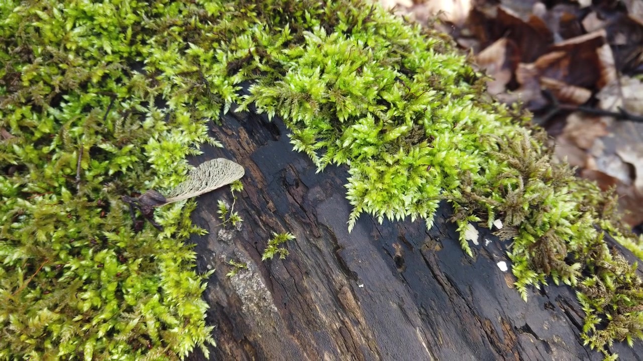Corteccia del tronco d'albero coperta di muschio