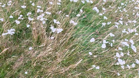 flores blancas balanceándose suavemente en la brisa