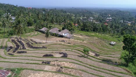 vista aérea de los campos de arroz cosechados en ubud, bali, indonesia