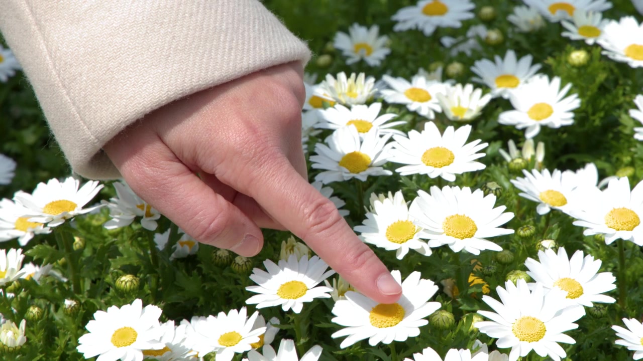 A person points at white Marguerite daisies in a garden under bright natural daylight
