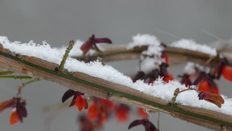 Super-Makro-Nahaufnahme-Eines-Zweiges-Im-Winter,-Bei-Dem-Sich-Sichtbare-Schneeflocken-Ansammeln