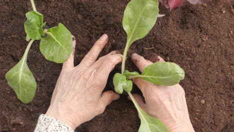 farmer woman hands planting chard vegetable in soil garden agriculture organic cultivation