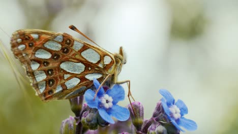 Ein-Schmetterling-Sitzt-Elegant-Auf-Einer-Blume-Und-Genießt-Die-Sanften-Strahlen-Der-Sonne-In-Einer-Ruhigen-Natürlichen-Umgebung.