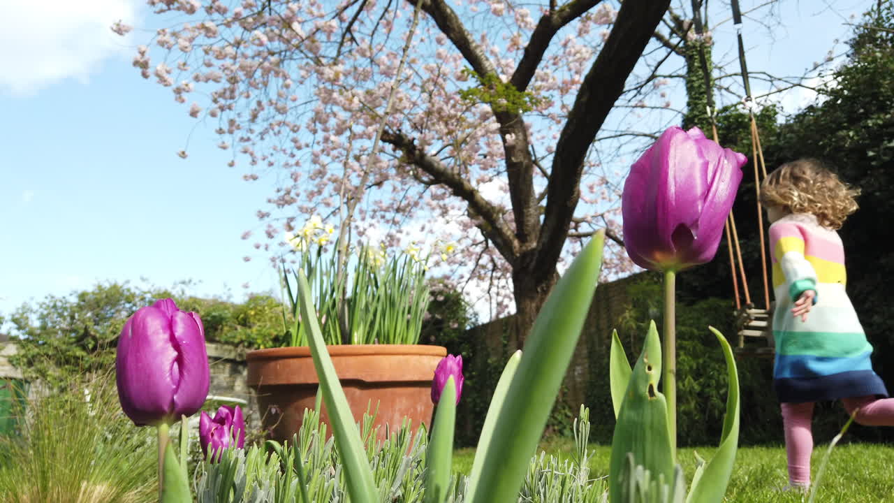 Tulips growing on a bright spring day in the garden, with a cherry tree in blossom in the background and a child running in the grass