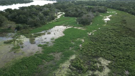 vista aérea de un pantano rodeado de vegetación verde musgosa en el pantanal de paraguay