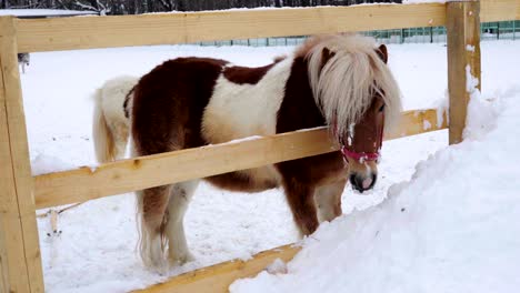 horse pony eating fresh snow. horse pony wanted to drink and she decided to chew on fresh snow. quiet cloudy winter day. falling light snow.